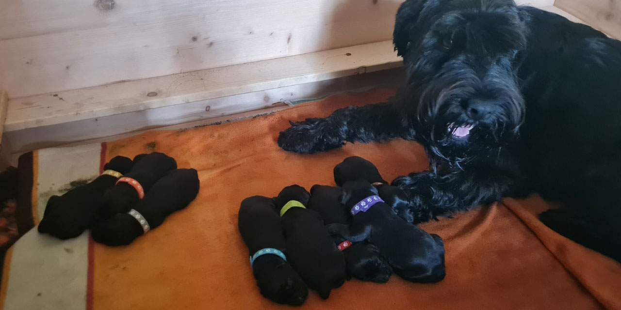 Carla mit ihren Welpen