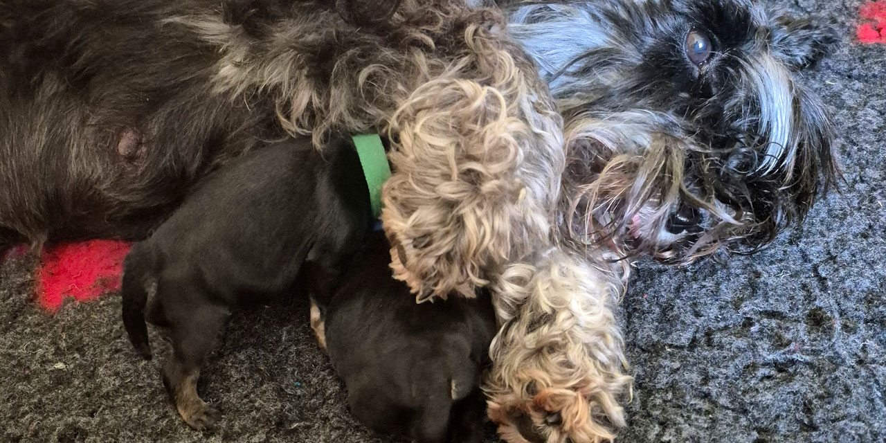 Biene mit ihren Welpen