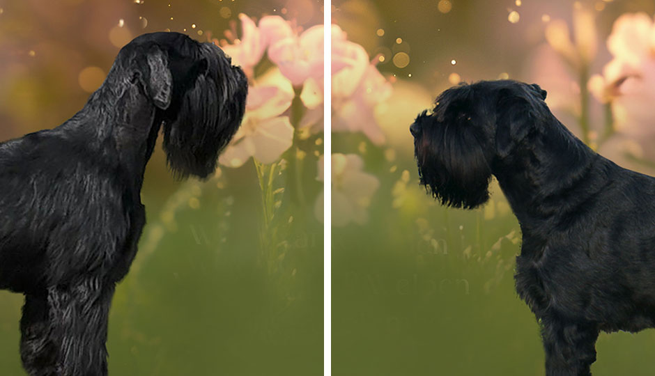 Special-Agent-Schatzi und Carla