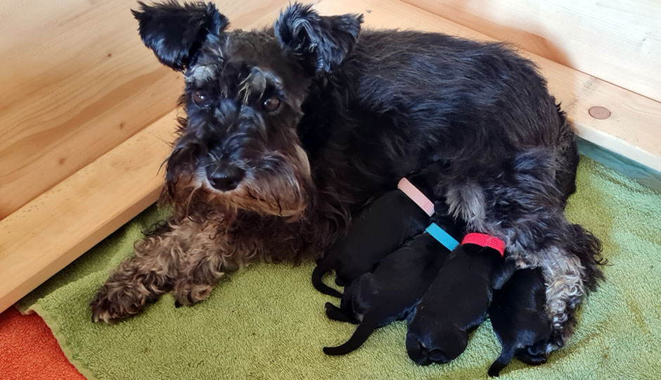 Biene mit ihren Welpen