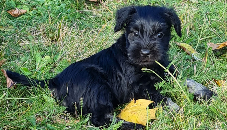 Adele von der Bienenkönigin