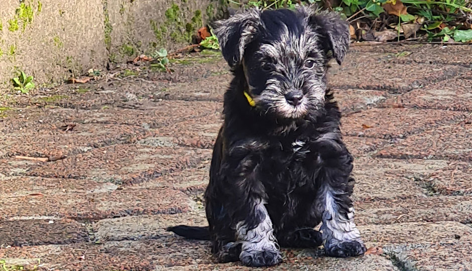 Aggy von der Bienenkönigin