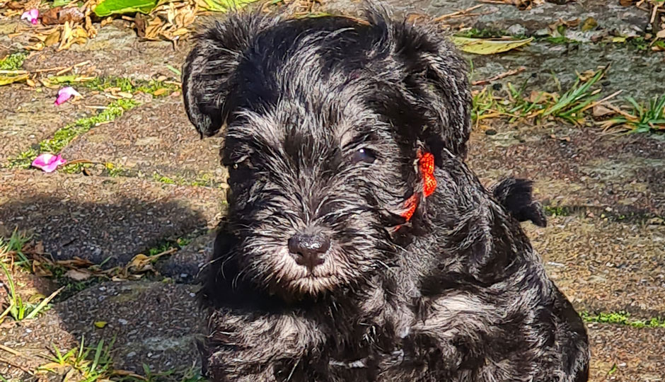 Amy von der Bienenkönigin