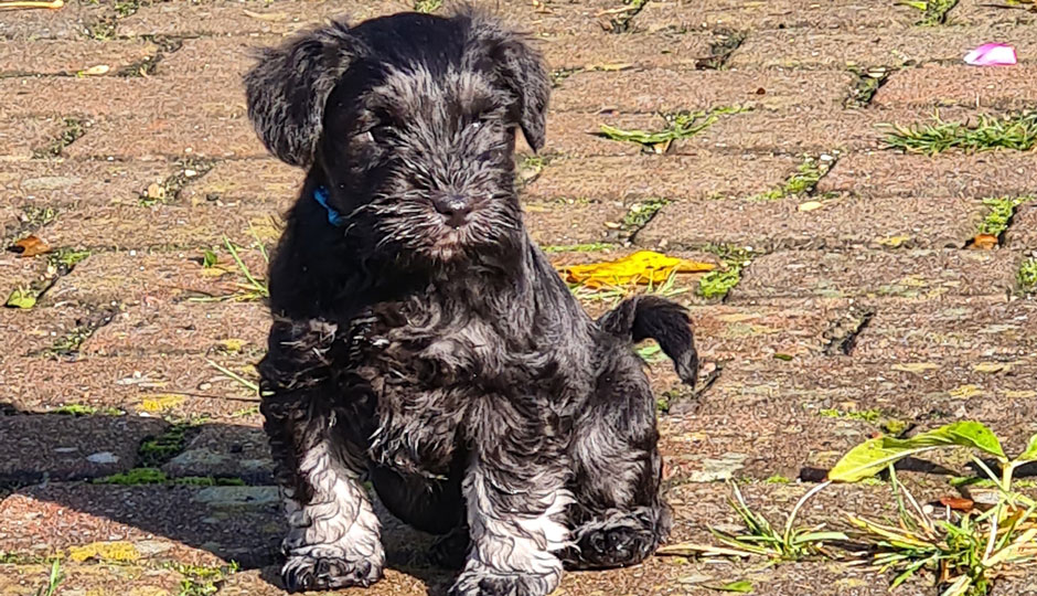 Aron von der Bienenkönigin