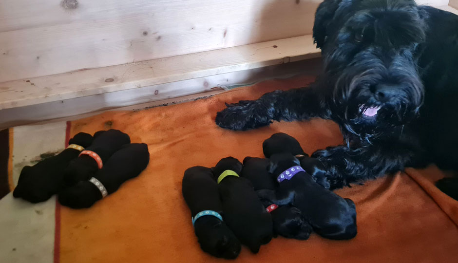 Carla mit ihren Welpen