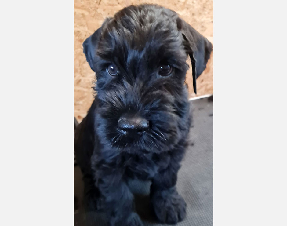 Balthasar von der Bienenkönigin