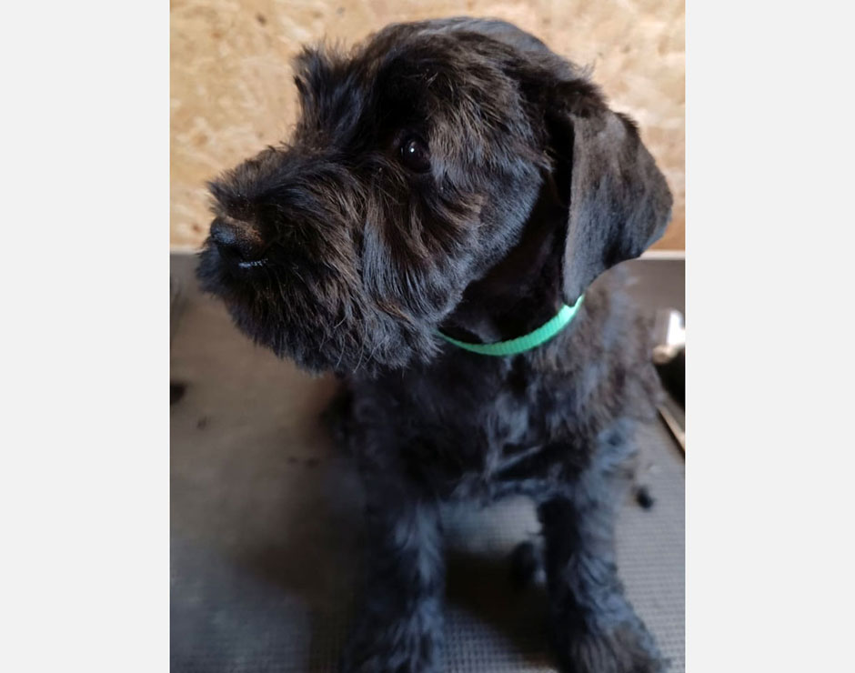 Becky von der Bienenkönigin