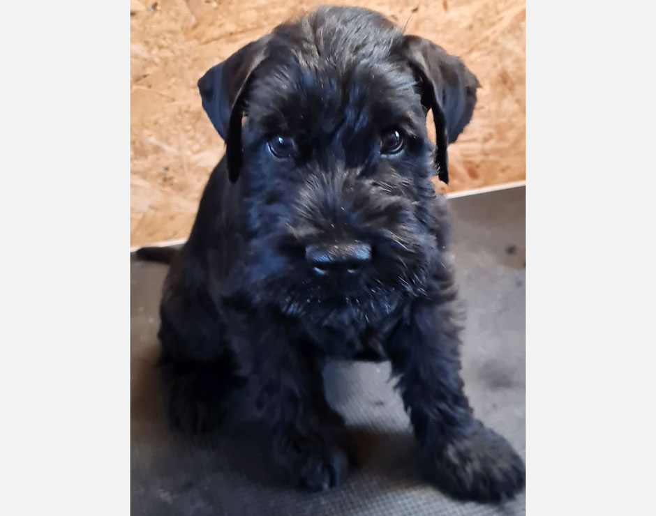 Benny von der Bienenkönigin