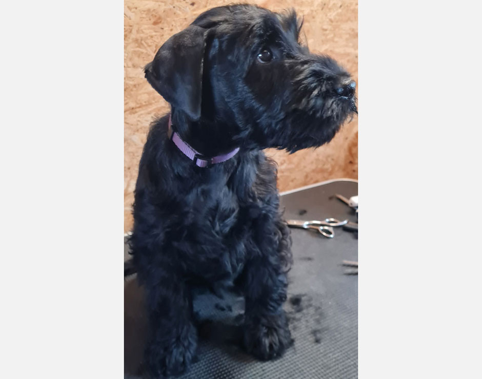 Billy von der Bienenkönigin