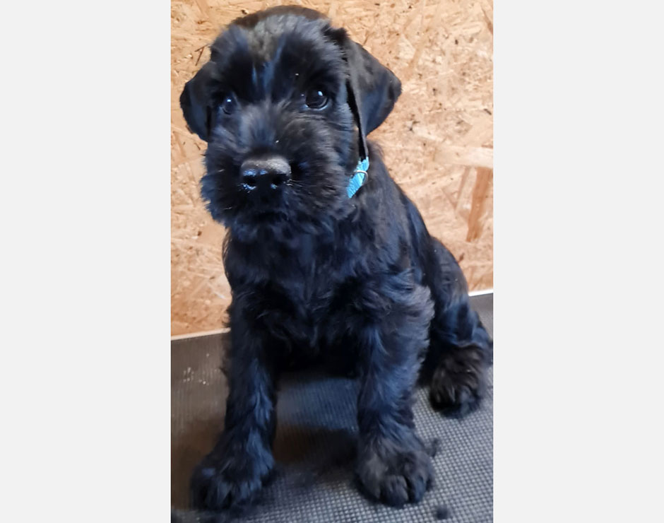 Blackbeard von der Bienenkönigin