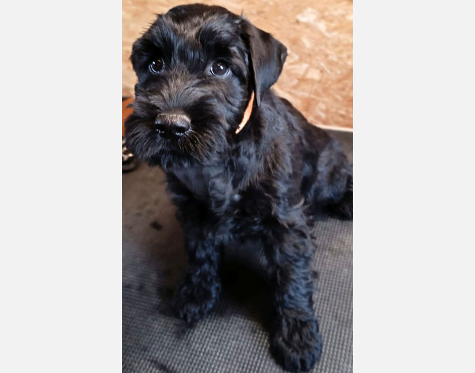 Bonny von der Bienenkönigin