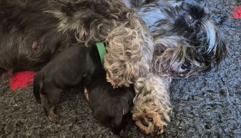 Biene mit ihren Welpen