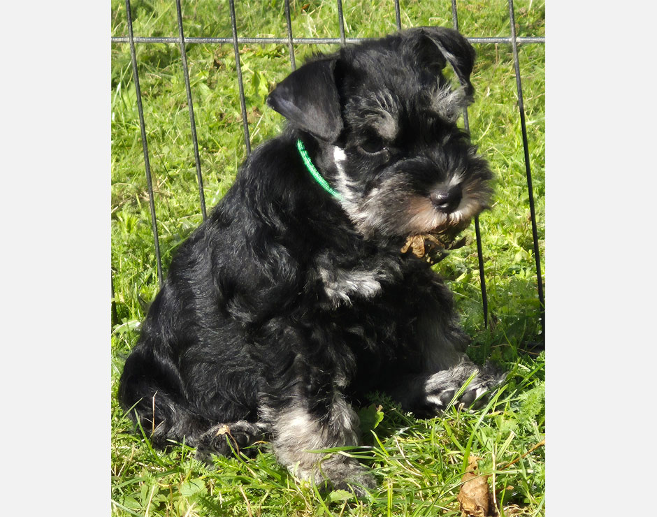 Carlo von der Bienenkönigin