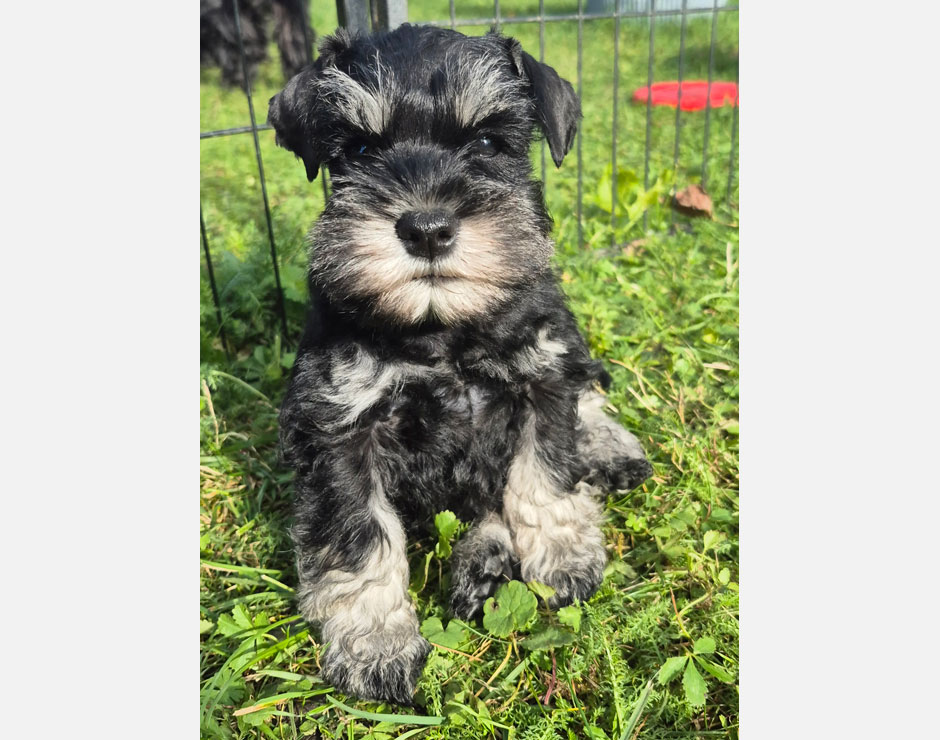 Cody von der Bienenkönigin